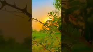 Beautiful Nature Video #relexing #shorts