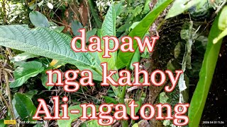 Ali-ngatong dapaw nga kahoy