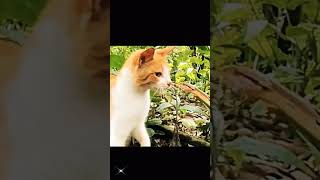 cat fighting #shorts #youtubeshorts #viral