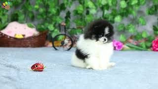 Teacup Pomeranian yavrumuz nadir rastlanan siyah beyaz renk grubundan ve tam bir ayı surat :)