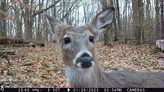 closeup deer