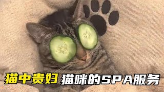 貓咪的SPA服務，過的比人類還愜意#猫咪 #萌宠#猫咪日常