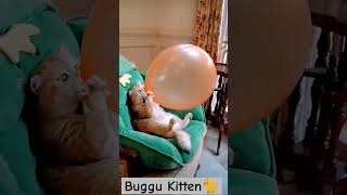 #gubbare #hindirhymes #balloon #cat #pet#catcute #animal #catlover #funny  #kitten #shorts#catvideos