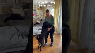 2023-04-15:  Happy Birthday Schmitty, nun bist du 3 Jahre. 🎉 #hund #funnymoments #birthday