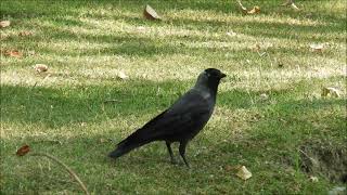 eurasian jackdaw