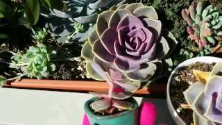 How to tell if your echeveria is thirsty or etiolated