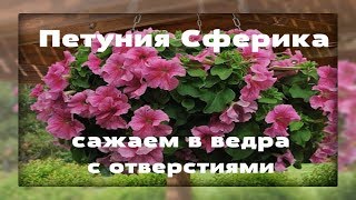 Петунии Сферика Сажаем в вёдра с отверстиями