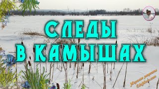 Чьи следы в камышах и на снегу?