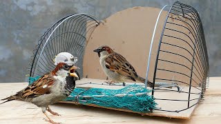 Tecnología de trampas para pájaros: cómo hacer una trampa de red de resorte para pájaros