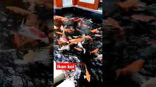 Ikan koi #ikan #ikankoidikolam