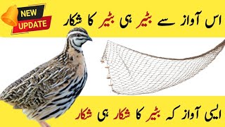 Quail voice for Hunting||Batair ki awaz||Birds sound for hunting ||@Bilalbirdsfarming