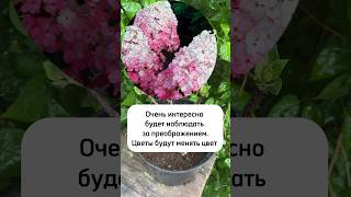 Гортензия Самарская Лидия. #дача #цветы #сад #весна #влог #garden #обзор