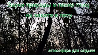 Звуки природы, пение птиц на закате в лесу. Звуки леса для релакса, сна, отдыха, медитации, relax 1ч