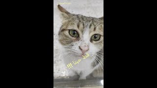 #shorts قط حبنا A cat we love