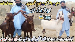 inayat Allah Goat farme | today update | patari pergunt | aur milk wali bakriyan | date 23/01/2024