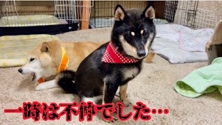 現在超仲良し！関係性が深まった柴犬たちが感慨深い…