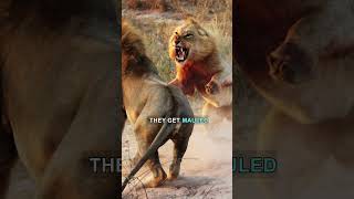 Power-Hungry LIONS 🦁 Attack Their LEADER 😲 | Joe Rogan, Tom Segura #shorts