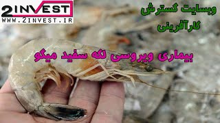 !!!بیماری ویروسی لکه سفید میگو چیست ؟