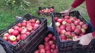 Mid Season Harvest at Sandhill Orchards - 29Sept2017