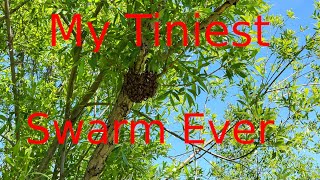 My Tiniest Swarm Ever