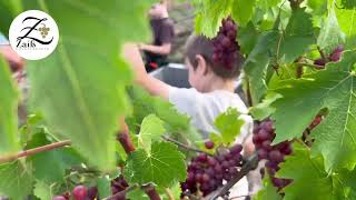 Neuer Wein | Weinlese 2022 | Weingut Zaiß | Stuttgart-Obertürkheim