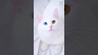 বিড়াল পালনের সঠিক নিয়ম জানা কতটা জরুরী? Pet Fancy Cat #cat #catvideos  #kitten #বিড়াল