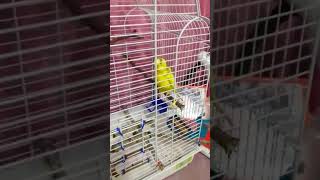 Реагирует сразу на своё имя Чика🦜 #shorts #youtubeshorts #birds