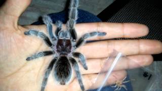 (Harry) my Rose Haired Tarantula