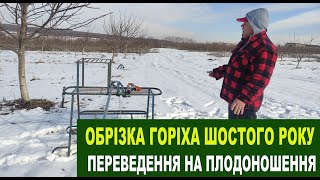 №161 Обрізка горіха шостого року від посадки. Переведення на плодоношення