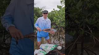 Mud Crabbing #shorts