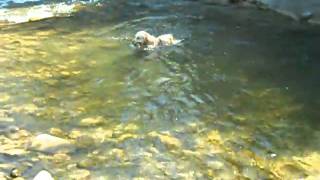 SETA CHE FA RIPORTO AL FIUME. GOLDEN RETRIEVER THAT BRINGS BACK IN THE RIVER. FUNNY ! RIVERDOG! FUN!