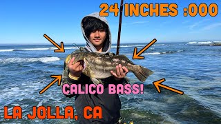 COLOSSAL 24 Inch CALICO BASS! Surf Fishing - La Jolla, CA (Ft. JLHA FISHING)