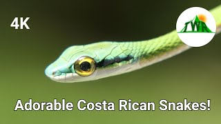 Catching Adorable Baby Snakes in the Costa Rican Rainforest!