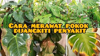 kalau pokok kena jangkitan serangga kita nak buat apa