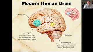 L2 Brain Evolution