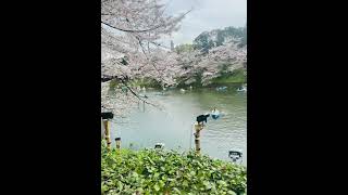 Sakura japan Tokyo