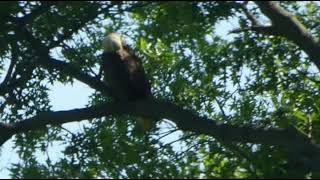 Bald Eagle Nest Update May 16, 2022