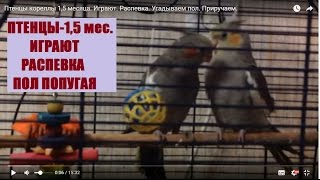 Приручение Птенцы 1,5 месяца. Смешно играют, поют. Угадываем пол. Разведение корелл 2-й сезон