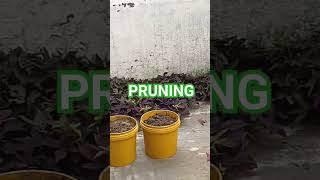 PRUNING