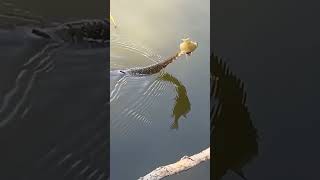 snake took the fish!! #fishing #fish #goviral #bluecollar #nature