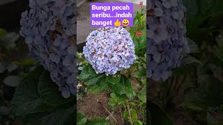 Bunga pecah seribu 👍😀 beautiful