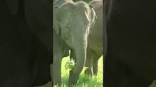 Elephant eating #shorts