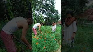 ചെറുകിഴങ്ങ് 🥰 | Sarang Family | Dakshina #food #farmfresh #farmlife #harvest #healthyfood