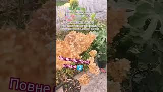 Вітаю ПІДПИШИСЬ SUBSCRIBE #trend#tiktok#comments#viralreels​#gardening #садівництво#hydrangeaflower