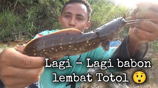 ❗dasyatnya tarikan ikan ini...cek aja vidionya