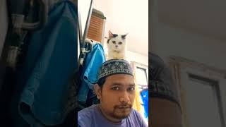 kucing lucu, lagi manja nih cat lover #cat #catlover #kucinglucu #funnycats