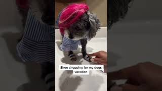 Buying The right flip flop for my dog