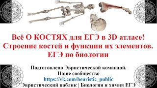 Всё О КОСТЯХ для ЕГЭ в 3D атласе! Строение костей и функции их элементов. ЕГЭ по биологии