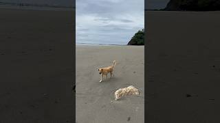 Found a cute but rude dog in Costa Rica on the beach 🤣 #youtubeshorts #dog #shorts #animals