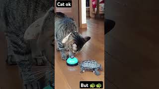 Cat ok but 🐢🐢 🤔🤔 bell? #cute #youtubeshorts #italy #india #funny #youtubevideos #cat #italywale